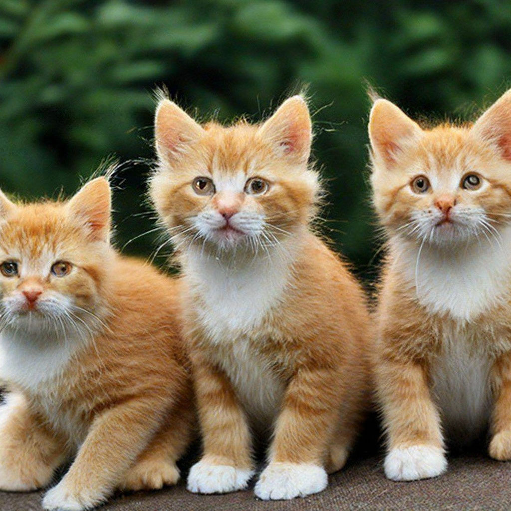 Яндекс картинки.