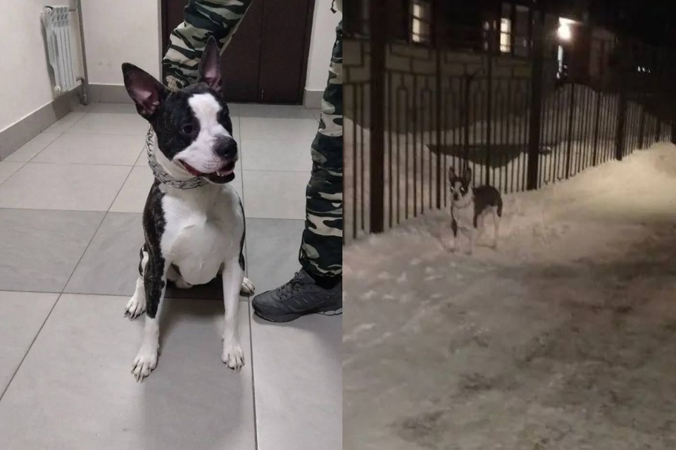    В полночь Любови позвонила женщина и сказала, что это ее собака. Фото: Предоставлено очевидцами