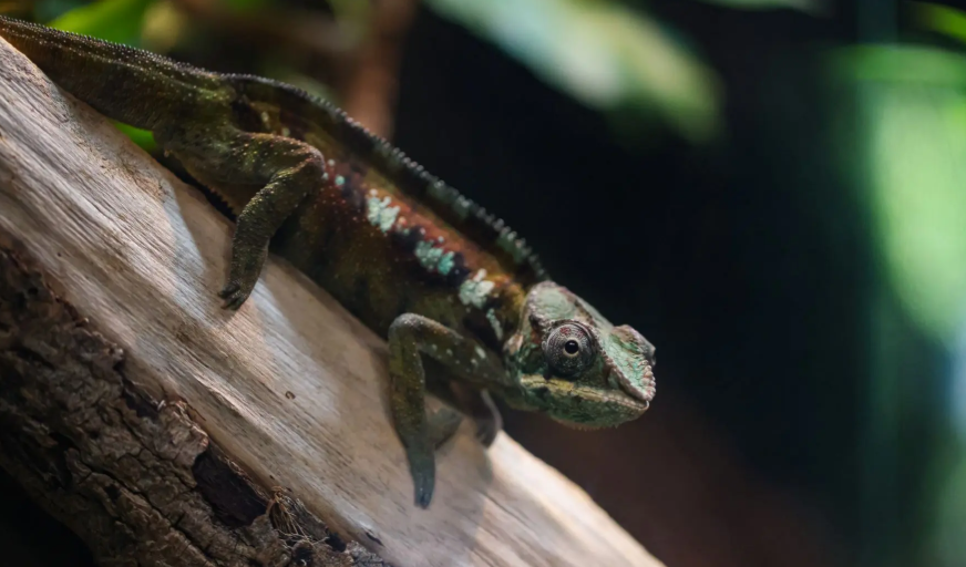    Источник фото: Приморский океанариум