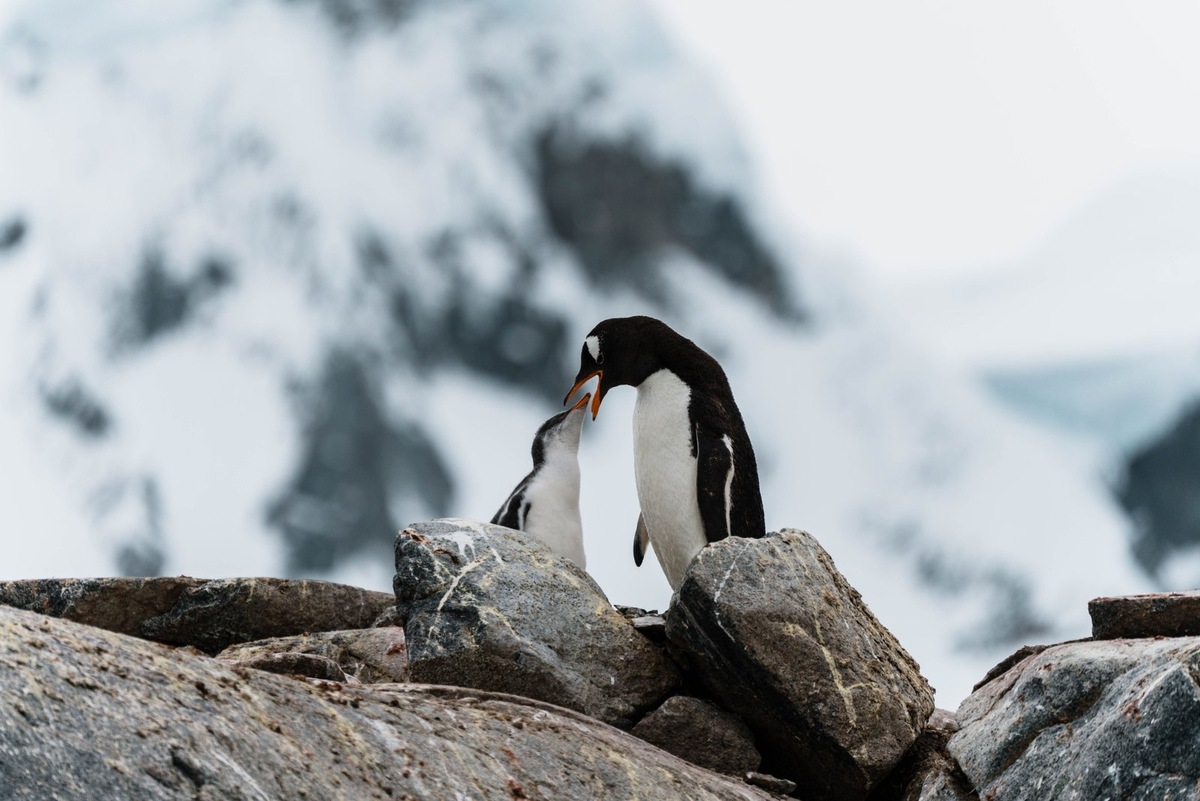    Аммиак из гуано пингвиньих колоний становится частью атмосферных циклов Антарктиды