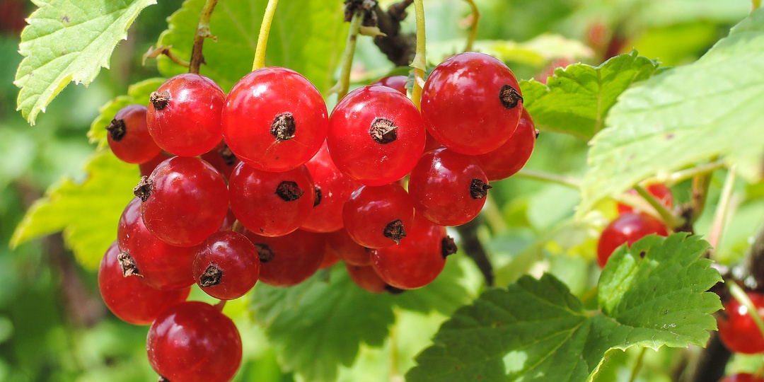 Урожай ягод в 2025 году был выше, чем в 2024-м