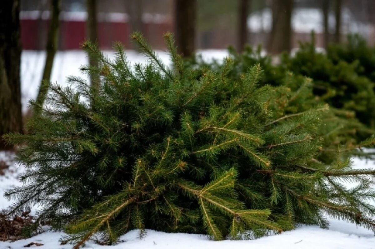    В Уфе елку можно сдать в обмен на мандарины