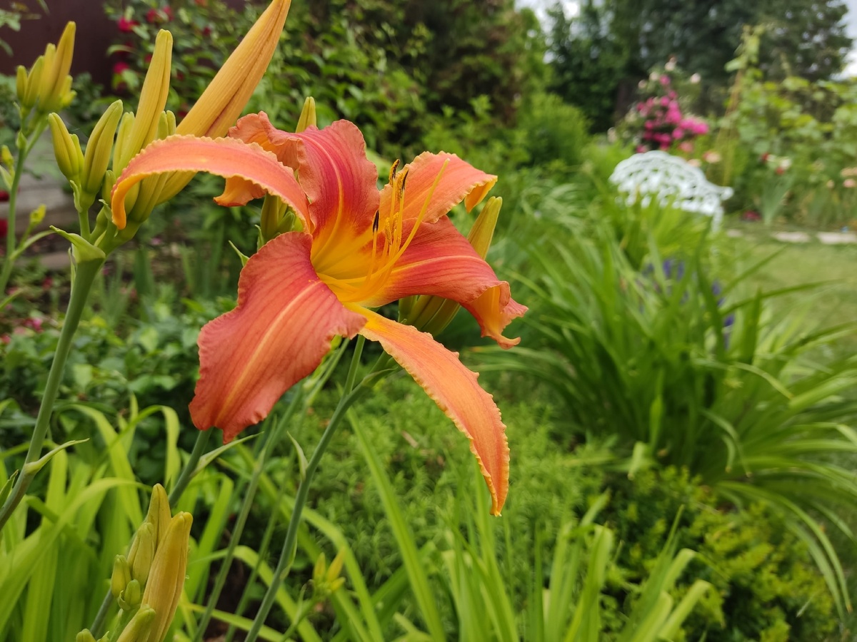 Лилейник, сорт неизвестен