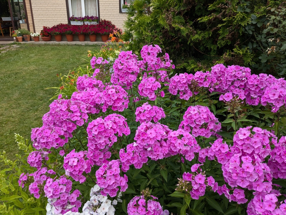 Старый флокс занял место в саду и не собирается его уступать новинкам