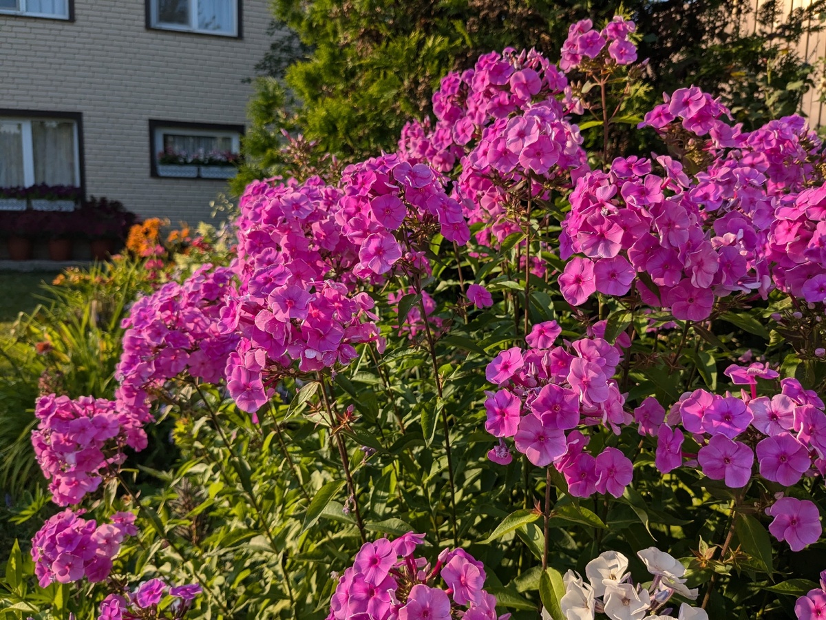 Старый флокс в лучах заката
