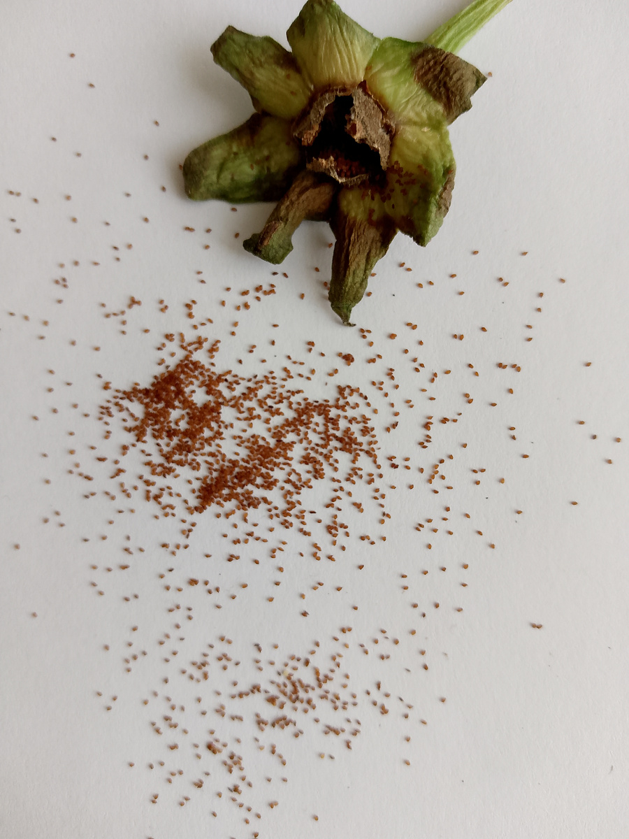 Семена глоксинии