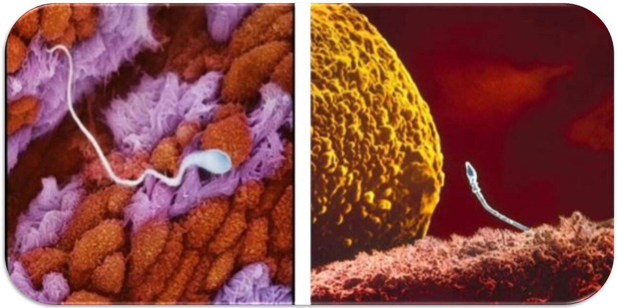 Движение сперматозоидов в лоне женщины 