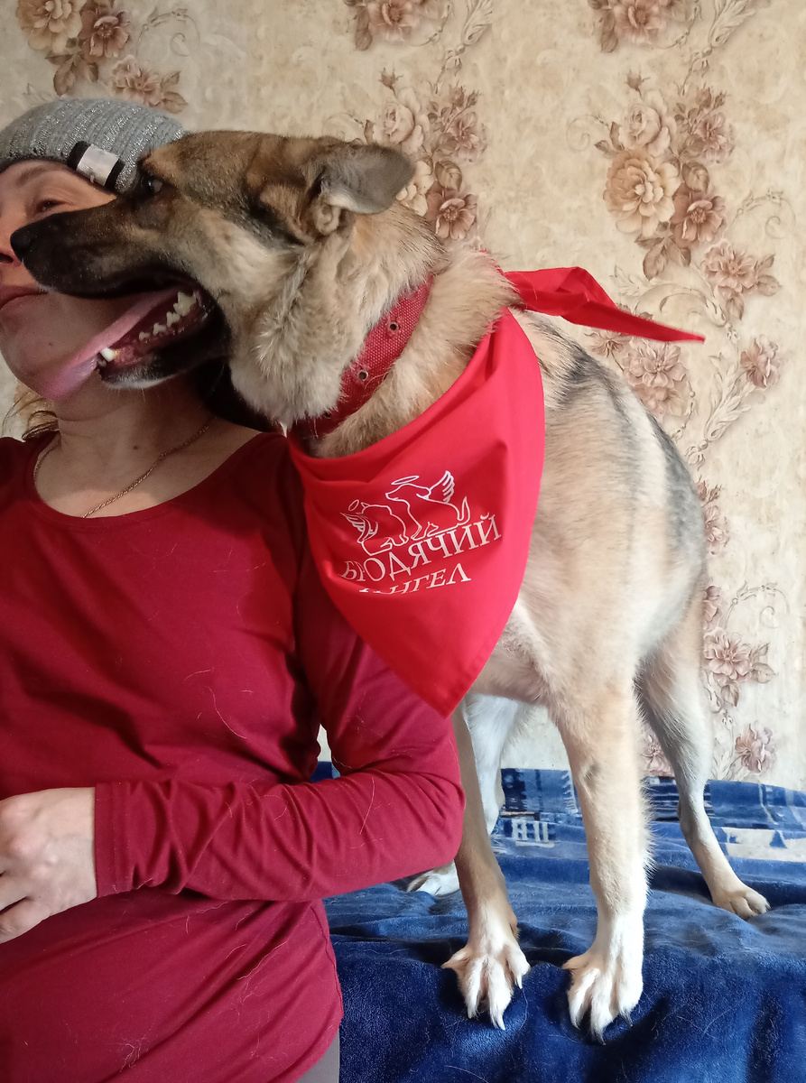 Лизунья Шейла