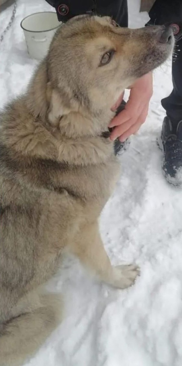 Да, это тоже Шейла