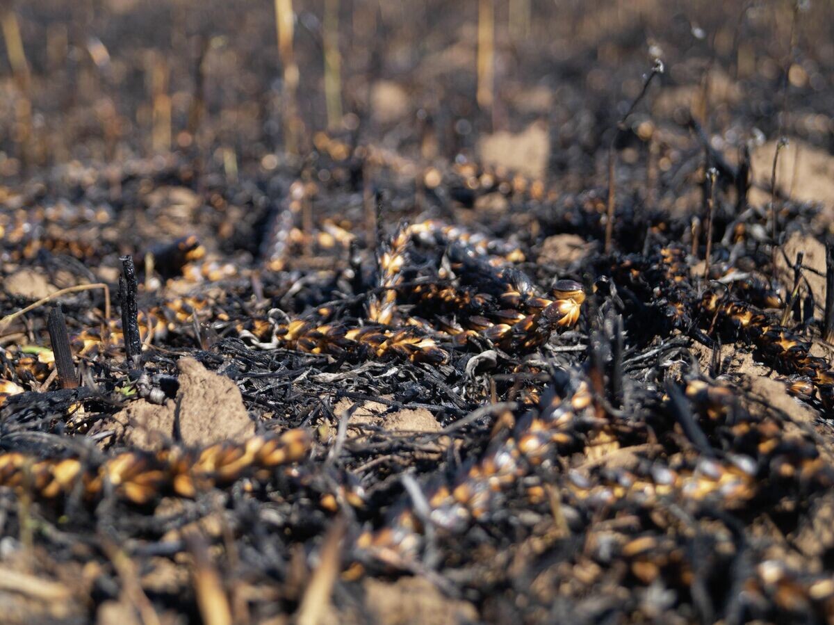    Сгоревшие от обстрелов ВСУ поля в Херсонской области | © РИА Новости / Иван Родионов