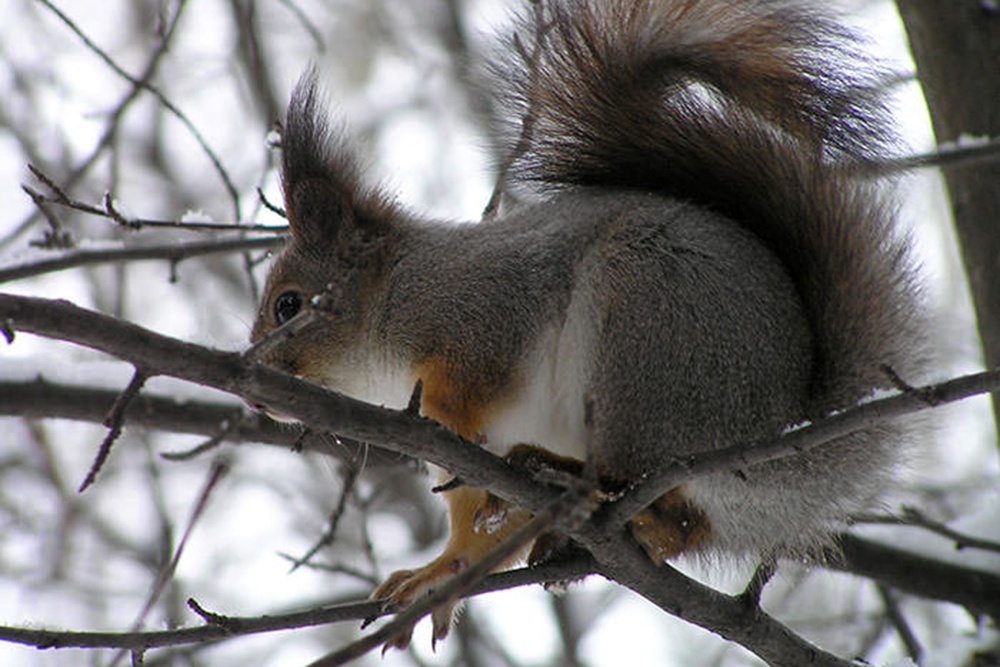    Белка в осеннем лесу. / Фото: Заповедник "Вишерский"