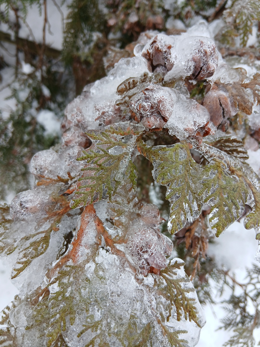 Вот такая туя возле дома во льду