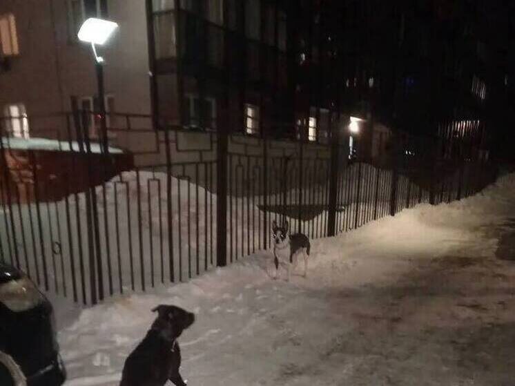     Фото: телеграм-канал "Очевидец Новосибирск"