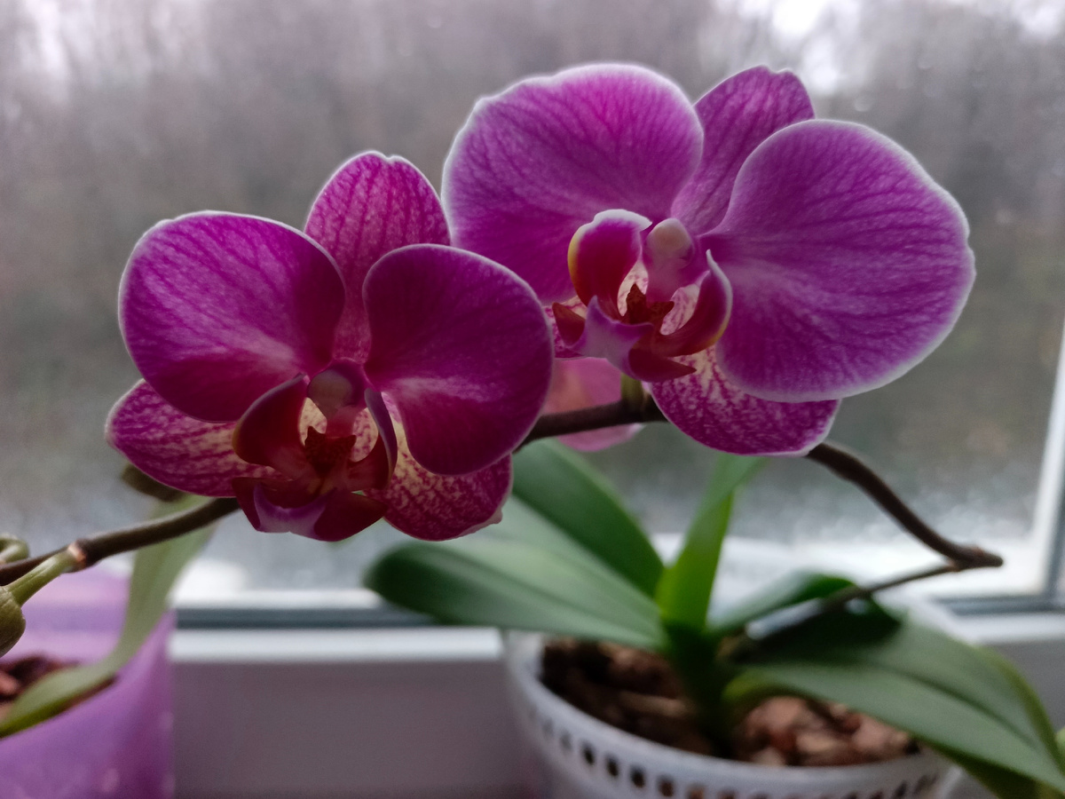 Адлер, зацвели мои орхидейки. А за окном дождь, январь 2026 года