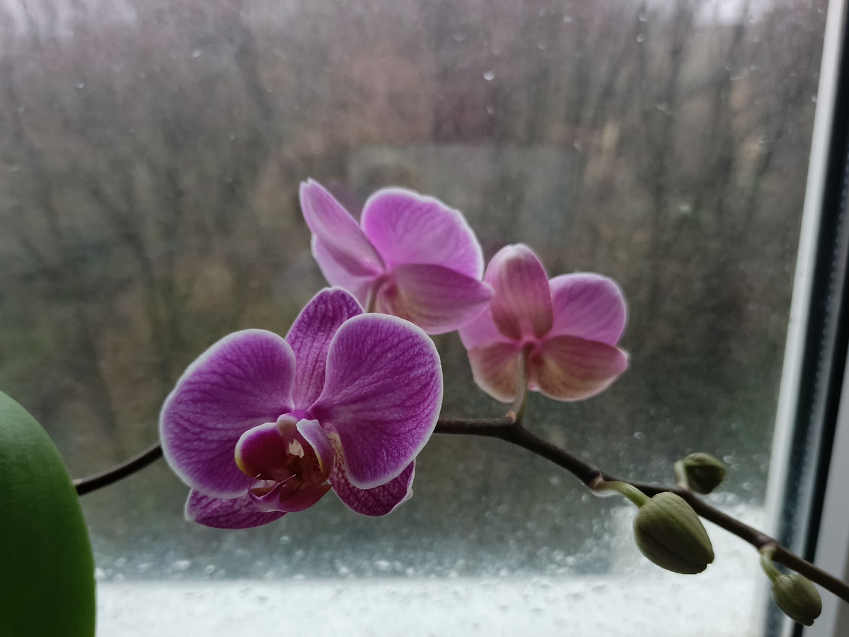 Адлер, зацвели мои орхидейки. А за окном дождь, январь 2026 года