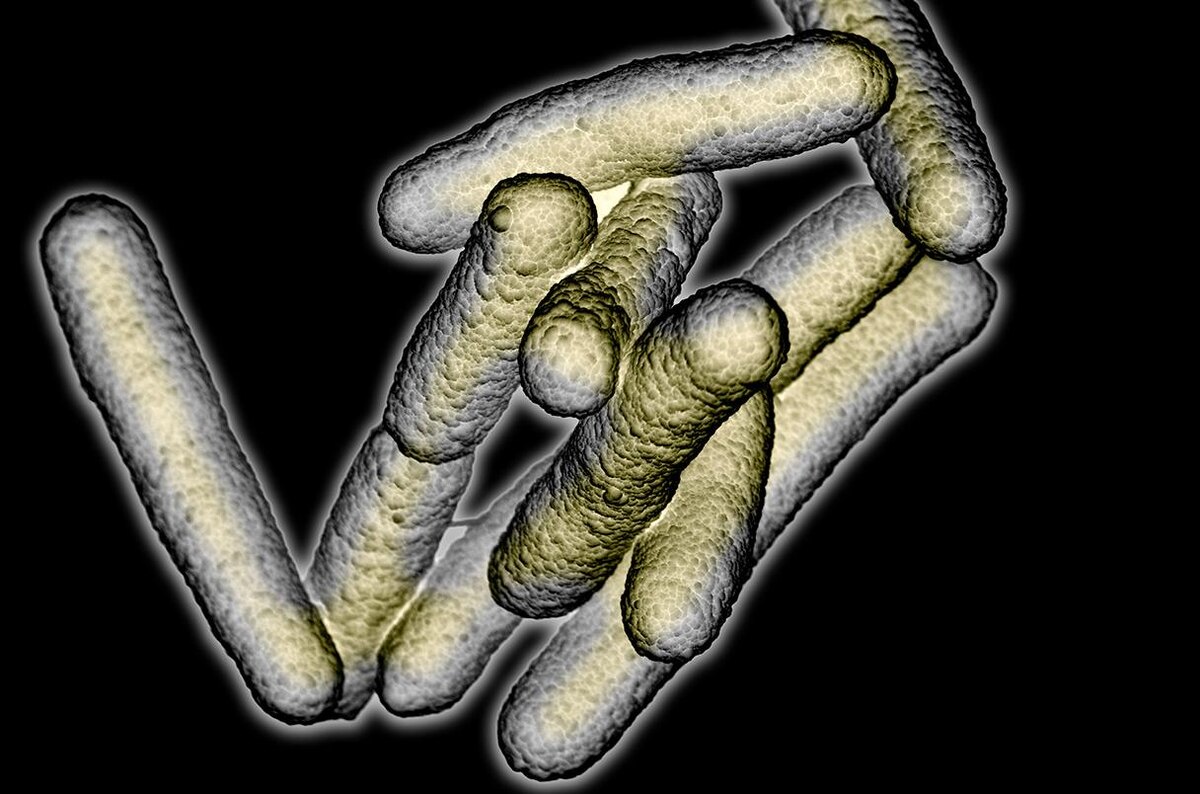 Nano Creative via Science Source, фото:Согласно новому исследованию, у людей с синдромом автопивоварни повышено содержание бактерий, вырабатывающих этанол Escherichia coli