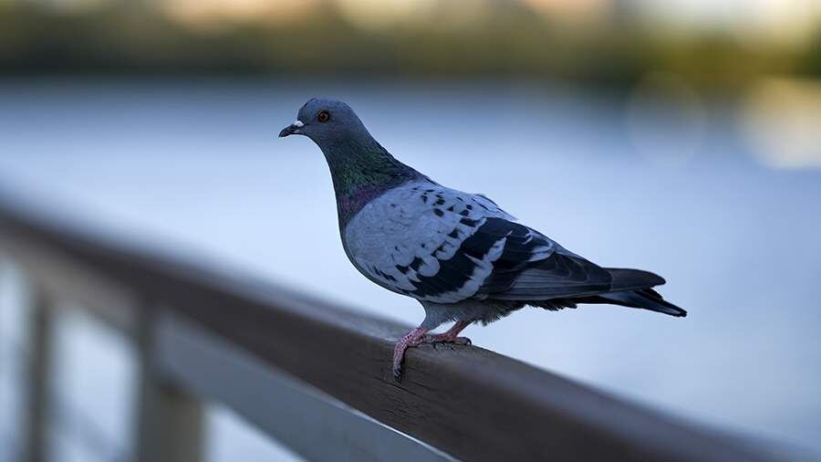    Фото: ИЗВЕСТИЯ/Дмитрий Коротаев