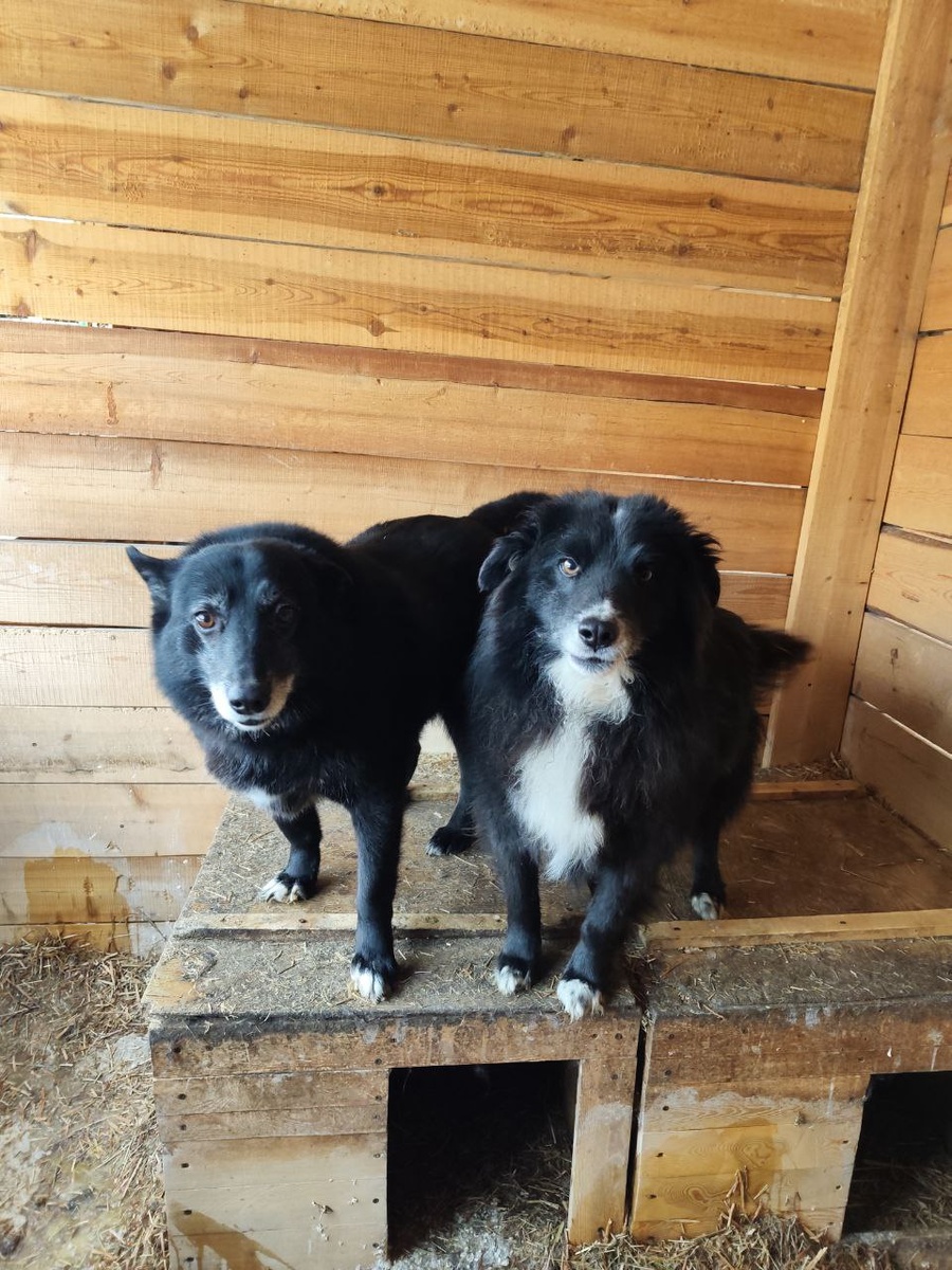 Малыш и Душечка. Переселенцы из отлова в 2023 году. Были приговорены к эвтаназии, но спасены. У них есть куратор.