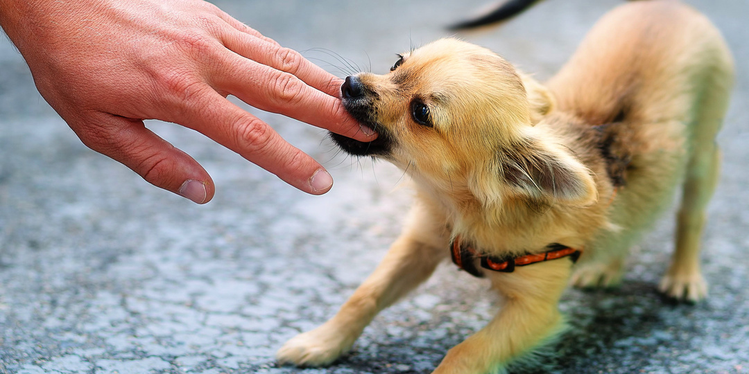 Щенок кусается до крови: милая игра или первый звонок агрессии?