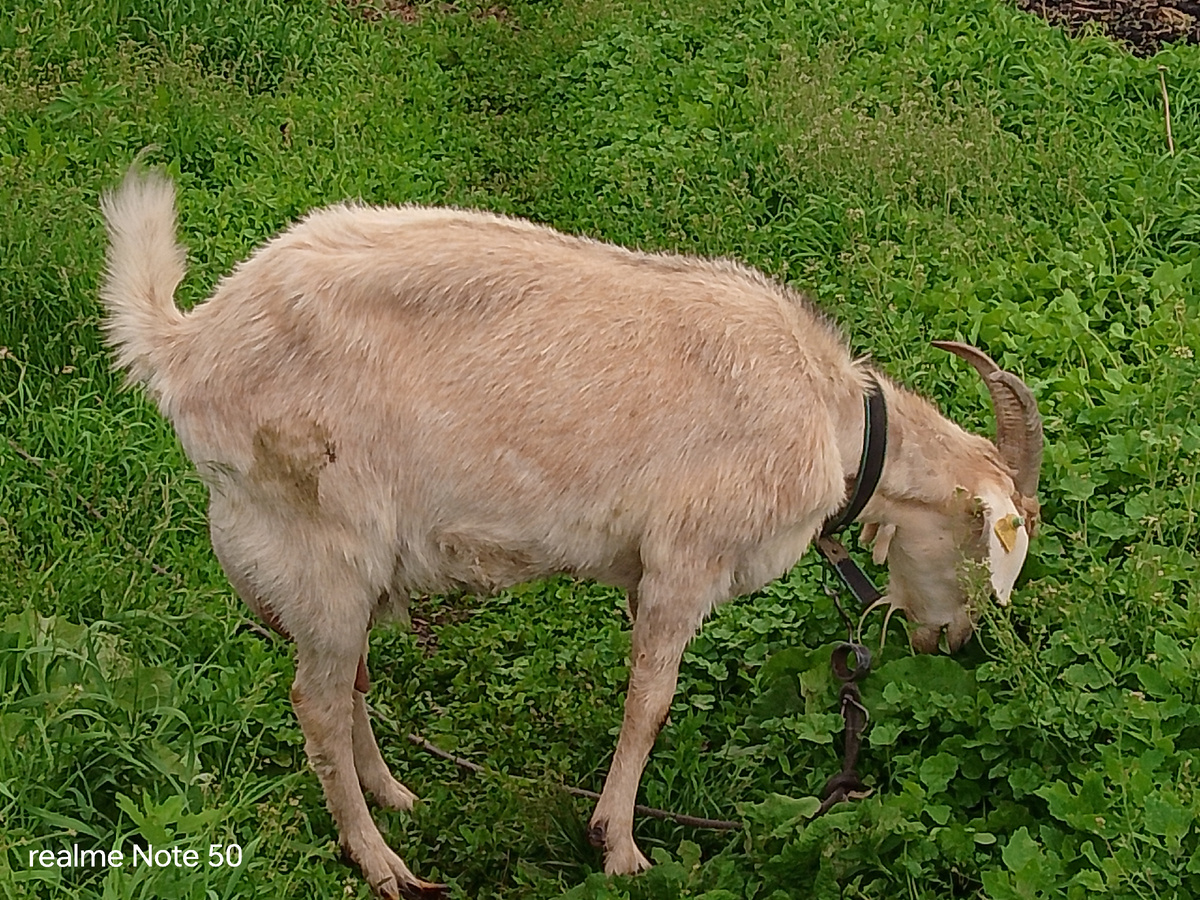 Ну а вот и она любительница попозировать.