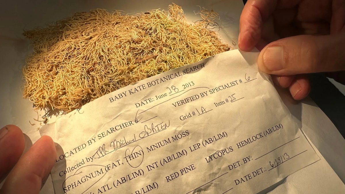    Ученый Мэтт фон Конрат изучает высушенный мох, собранный в 2013 году в рамках ботанического исследования по расследованию убийства.