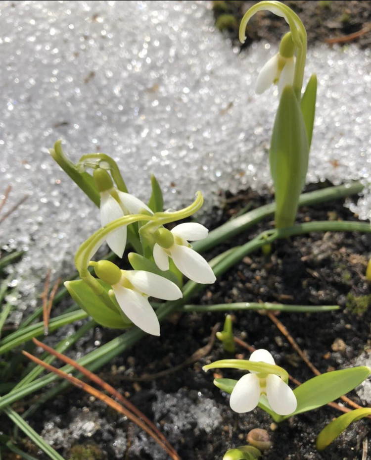 Галантус снежный