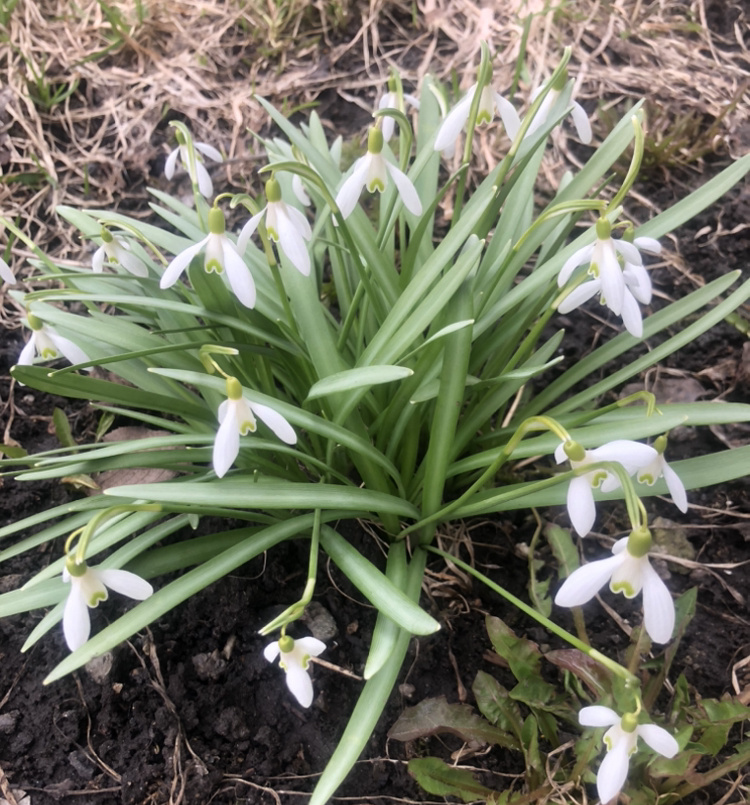 Галантус снежный