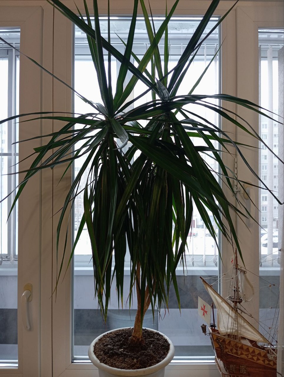 Моя драцена