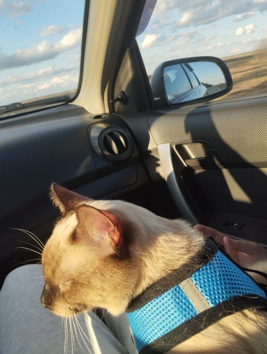 Симон сопровождает семью во всех делах, будь то поездки в деревню или приготовление праздничных блюд.