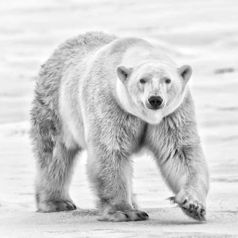    10 самых грозных хищников: кто доминирует в разных экосистемах