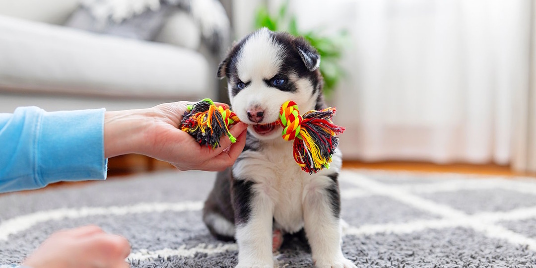 Как я за 2 недели отучила щенка кусаться: пошаговый план без нервов и слез