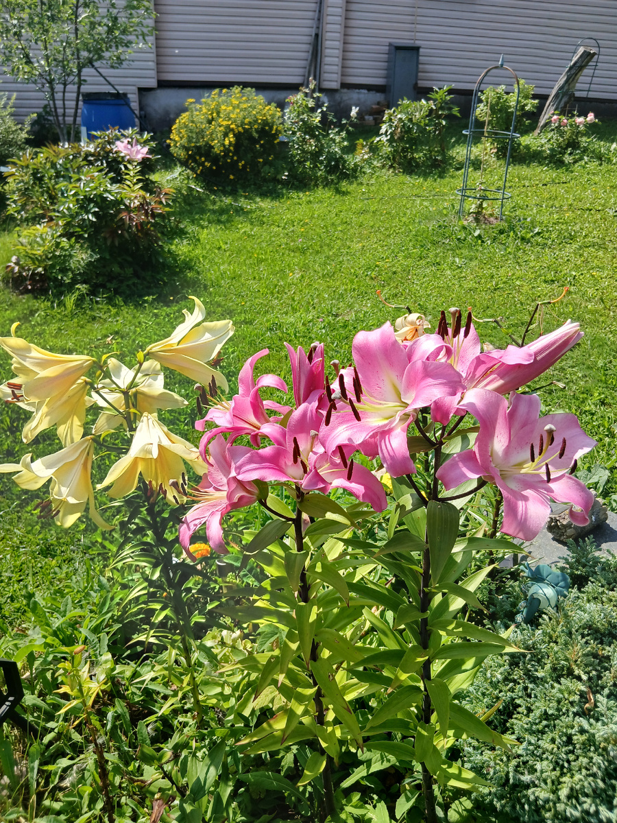 Лилии розовые из Plantagen