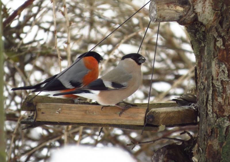    Минприроды Карелии предлагает отметить День снегиряАнна Азарёнок