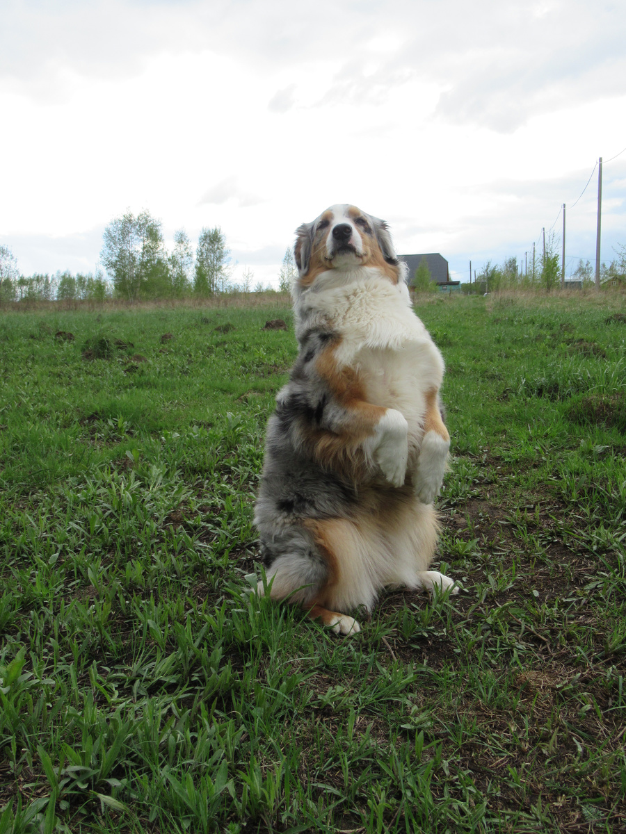 Толстый заяц. Благодаря Раде я научилась пользоваться пластикоф в фотошопе, чтобы рисовать собаке талию