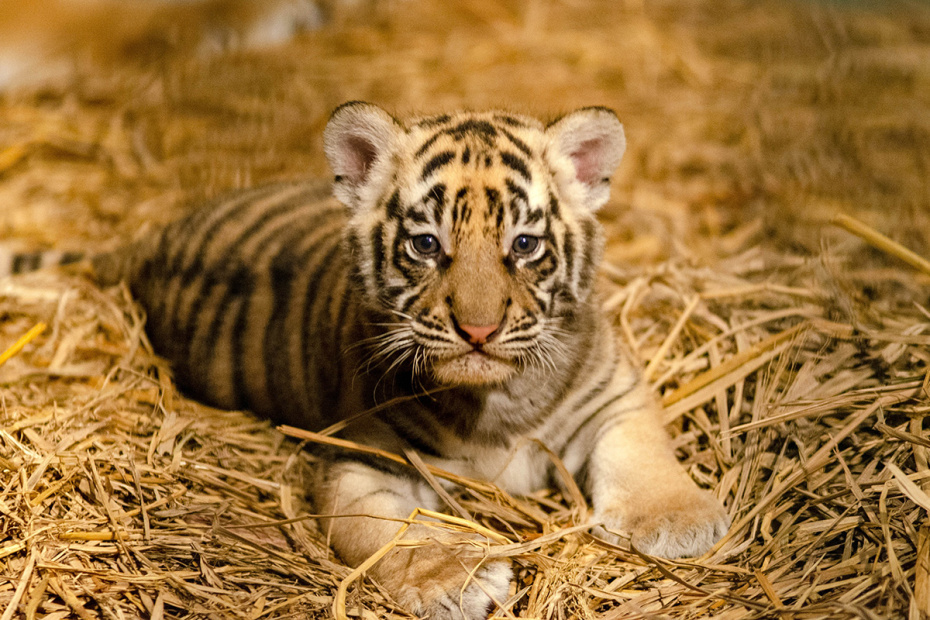    Septianjar Muharam/XinHua/Global Look Press