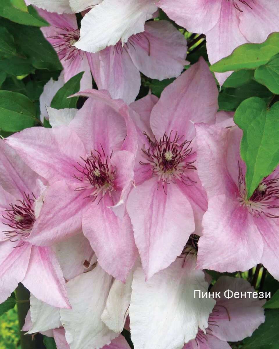 Клематис Пинк Фентези фото описание 