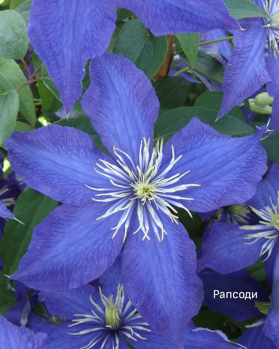 Клематис Рапсоди фото описание сорта