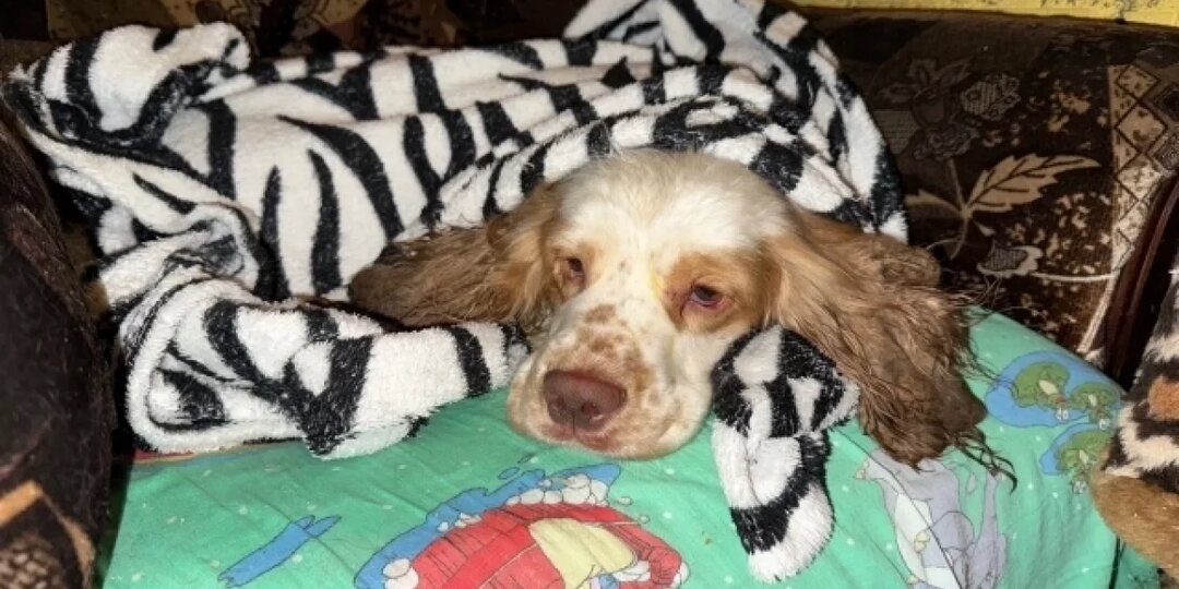 Псковские волонтеры борются за жизнь выброшенных по трассе Псков - Сланцы в мороз собак