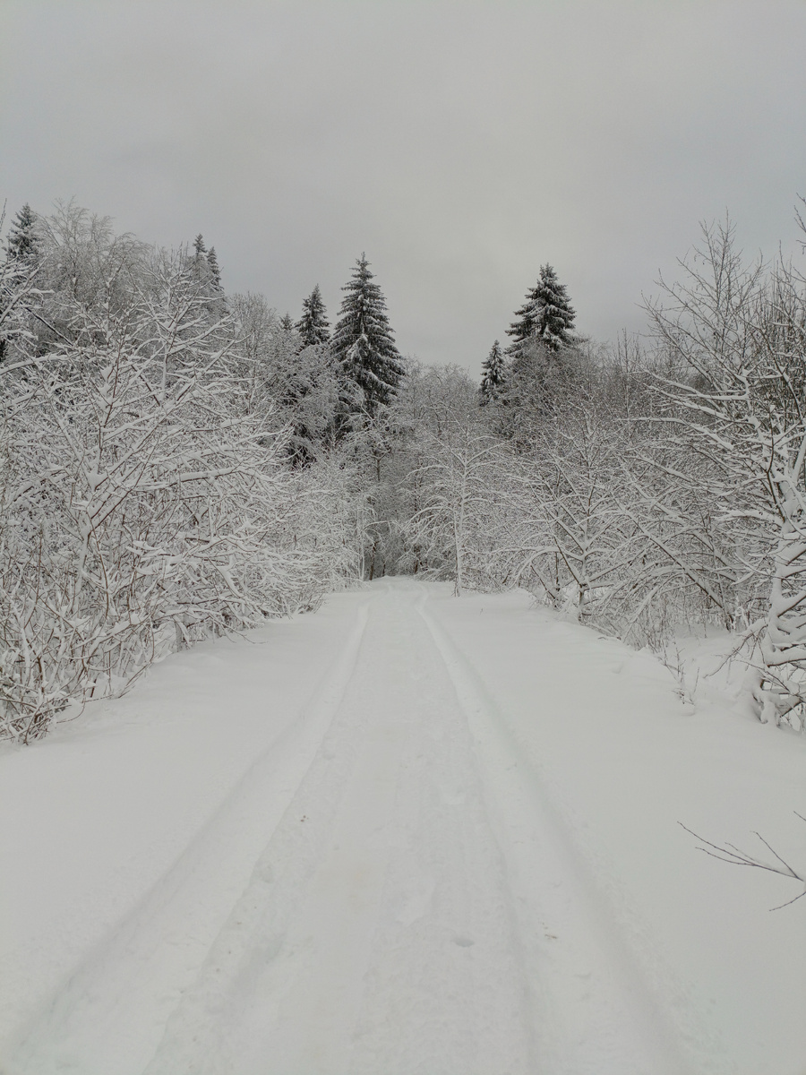 Зима, лес. Фото автора 