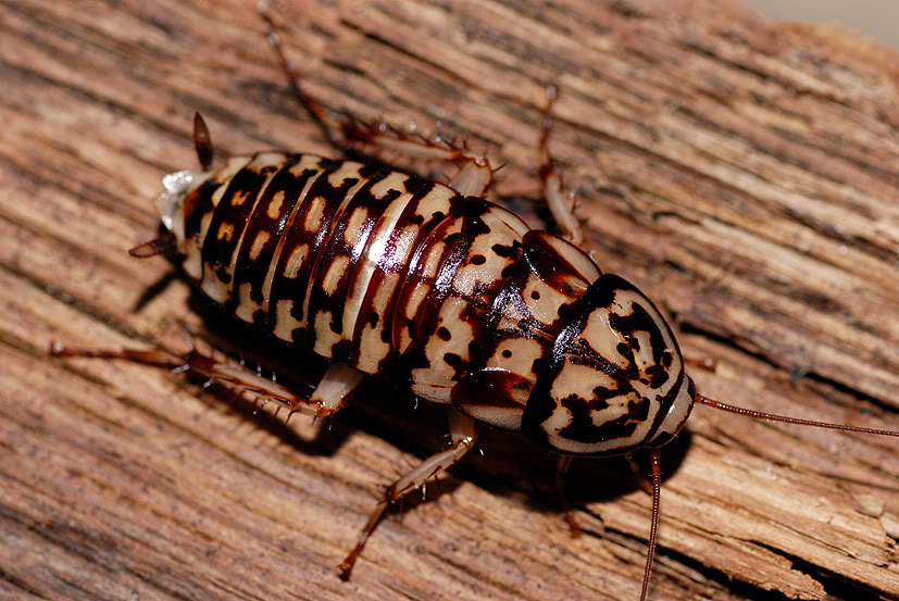 "На вашем маскараде я бы сиял!"