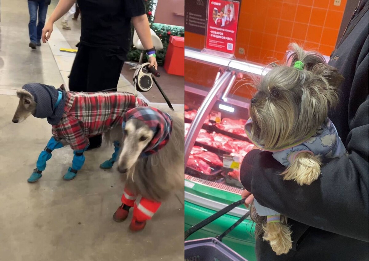 Слева - мы запечатлели на выставке Зоошоу декабрь 2025. Справа - 31 декабря. Помощница и дегустатор в голубом в одном из гипермаркетов Санкт-Петербурга.