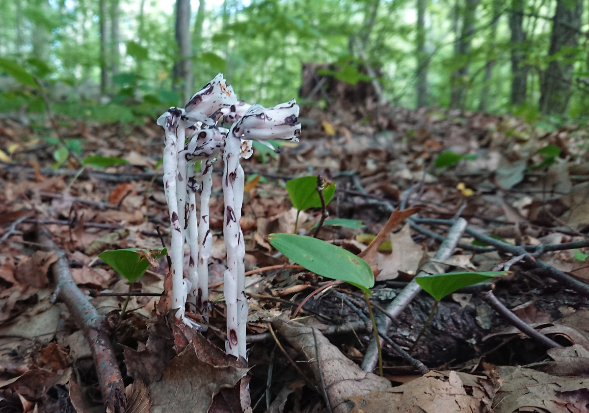 На фото — подъельник одноцветковый (Monotropa uniflora) Автор - ser hunt