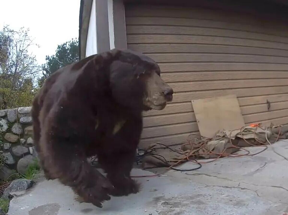    Медведь, который послился в доме жителя Калифорнии Кена Джонсона | © Фото : Ken J. Johnson