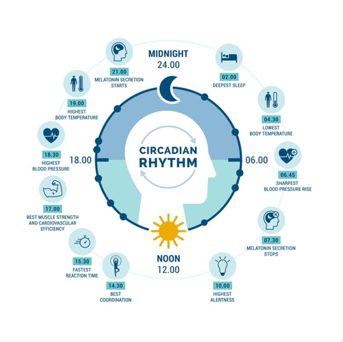 news-medical.net📷Инфографика циркадного ритма