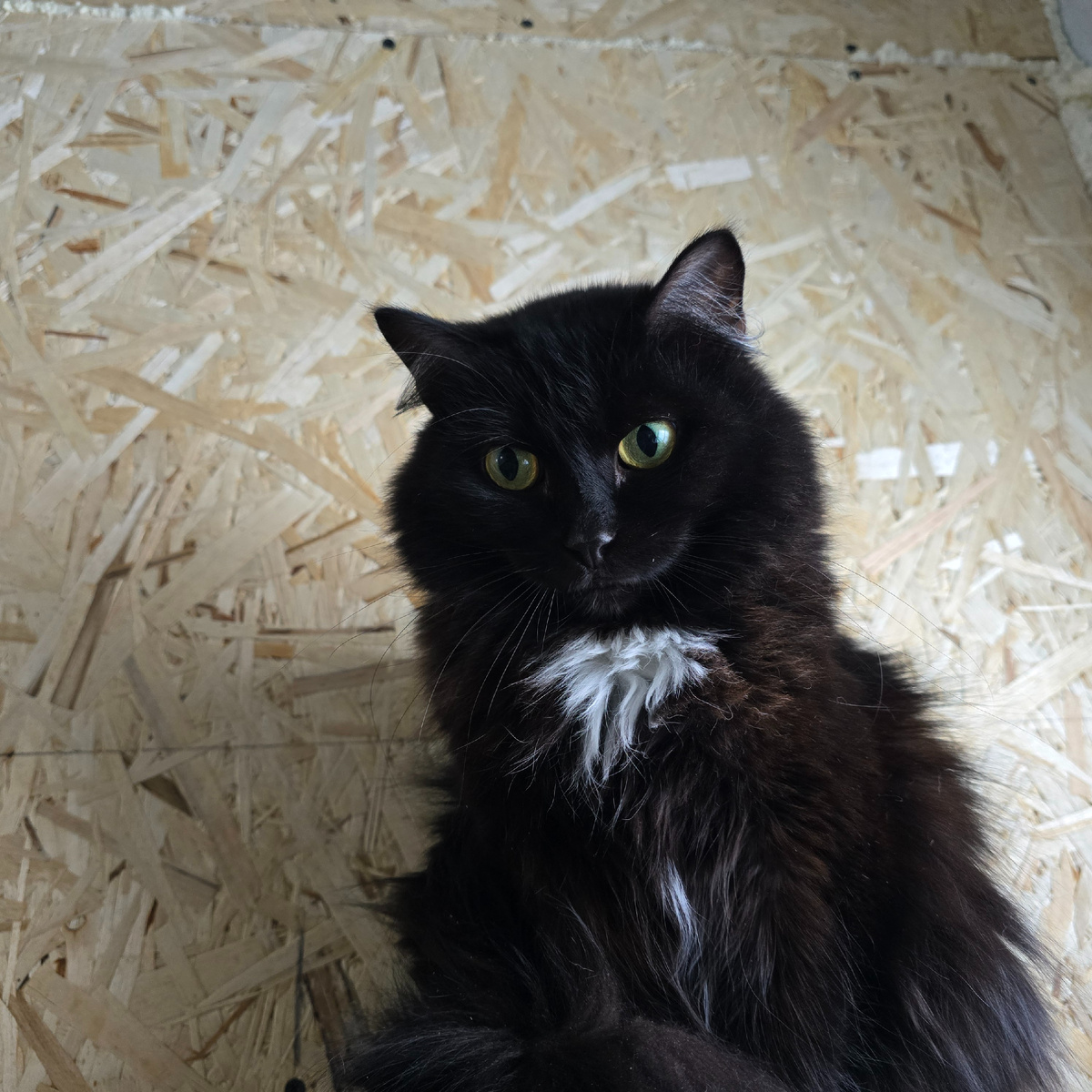 настороженный взгляд, готовность к бегству