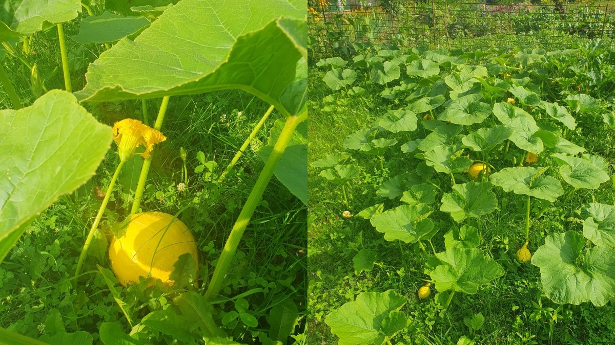 Мой участок с кустовой тыквой - никаких расползающихся плетей