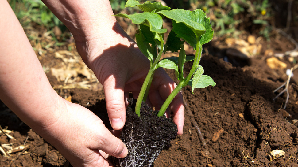 Высадка тыквы в грунт