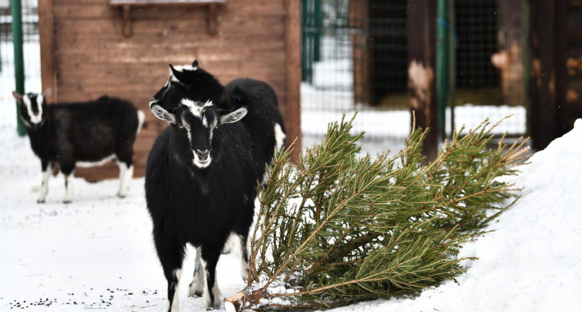    фото Правительства Ярославской области
