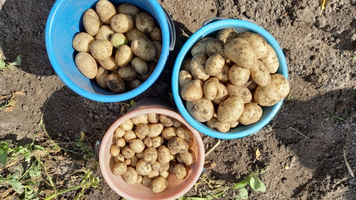 Разница в урожае видна невооруженным глазом