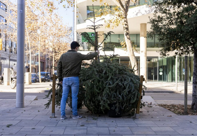 Ель под запретом: как после Рождества испанцы массово нарушают закон — и чем это заканчивается
